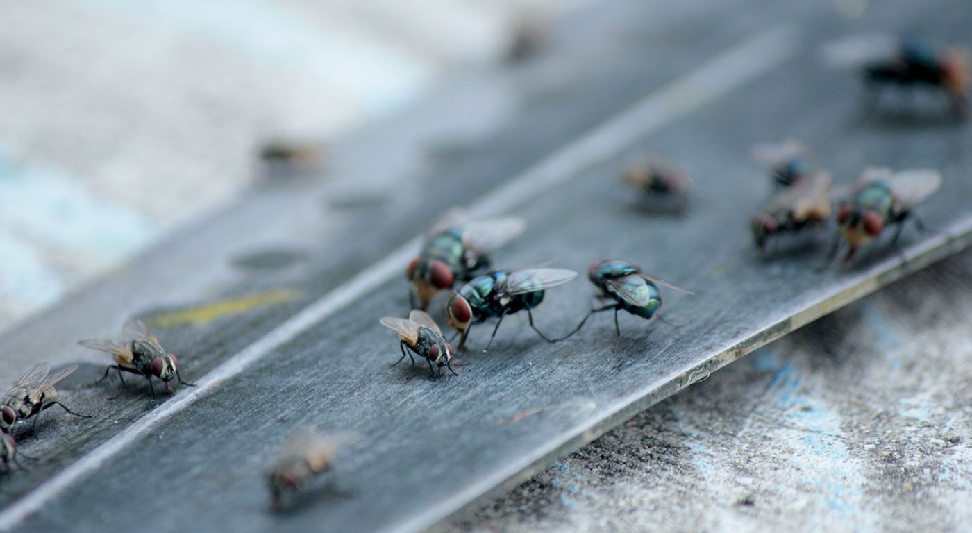 Flies